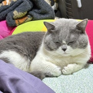 고양이를 찾습니다 브리티시쇼트헤어 인천광역시 부평구