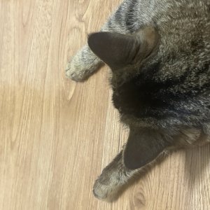 고양이 주인을 찾습니다 코리아쇼트헤어 충청북도 청주시 서원구