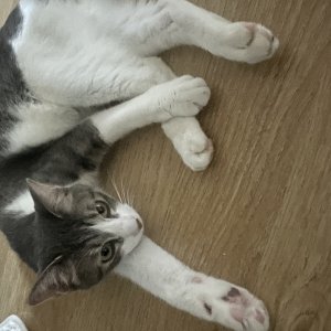 고양이를 찾습니다 코리아쇼트헤어 서울특별시 영등포구