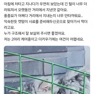 고양이 주인을 찾습니다 페르시안 충청북도 청주시 서원구