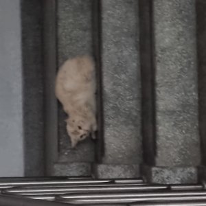 고양이 주인을 찾습니다 기타묘종 경상남도 창원시 의창구