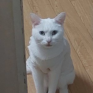 고양이를 찾습니다 터키시앙고라 경기도 광주시