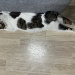 고양이를 찾습니다 기타묘종 울산광역시 중구
