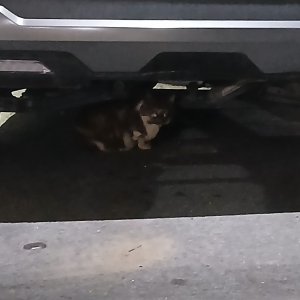 고양이 주인을 찾습니다 기타묘종 강원도 원주시