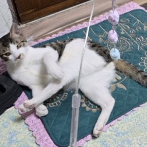 고양이를 찾습니다 코리아쇼트헤어 경기도 시흥시
