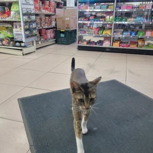 고양이 주인을 찾습니다 믹스묘 충청남도 아산시