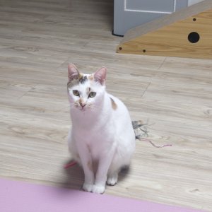 고양이를 찾습니다 코리아쇼트헤어 부산광역시 부산진구