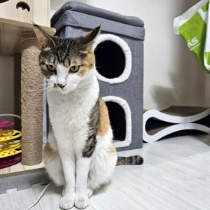 고양이를 찾습니다 아메리칸쇼트헤어 대구광역시 달서구