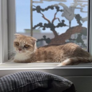 고양이를 찾습니다 고양이 전단지