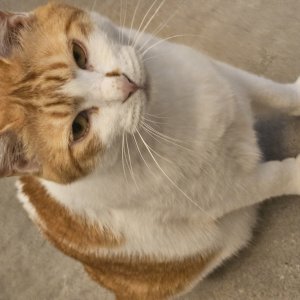 고양이를 찾습니다 코리아쇼트헤어 대전광역시 서구
