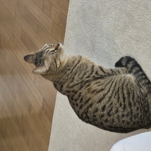 고양이를 찾습니다 코리아쇼트헤어 경기도 남양주시