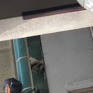고양이 주인을 찾습니다 기타묘종 서울특별시 서초구