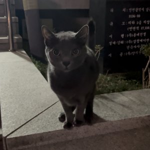 고양이 주인을 찾습니다 러시안블루 인천광역시 남동구