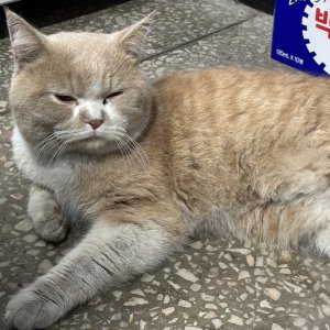 고양이 주인을 찾습니다 브리티시쇼트헤어 경상북도 포항시 북구