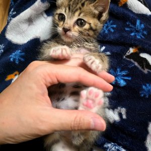 고양이 주인을 찾습니다 기타묘종 서울특별시 서대문구