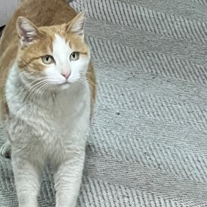 고양이를 찾습니다 코리아쇼트헤어 충청남도 천안시 서북구