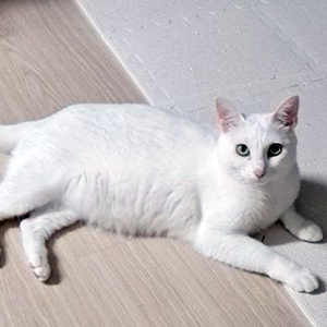 고양이 실종 코리아쇼트헤어 인천광역시 부평구