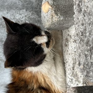 고양이 주인을 찾습니다 기타묘종 전라북도 전주시 완산구