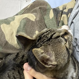 고양이 주인을 찾습니다 코리아쇼트헤어 세종특별자치시 전체