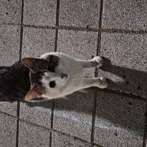 고양이를 찾습니다 코리아쇼트헤어 경기도 수원시 영통구