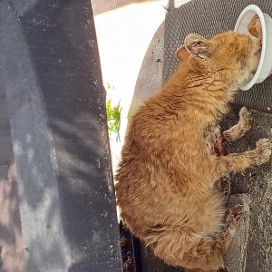 고양이 주인을 찾습니다 코리아쇼트헤어 서울특별시 금천구