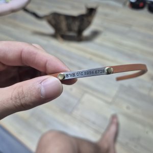 고양이를 찾습니다 코리아쇼트헤어 경기도 평택시