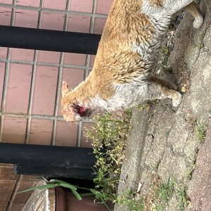 고양이 주인을 찾습니다 코리아쇼트헤어 대전광역시 대덕구