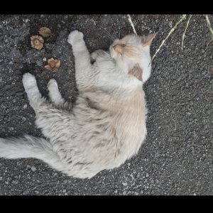 고양이 주인을 찾습니다 기타묘종 전라북도 전주시 덕진구