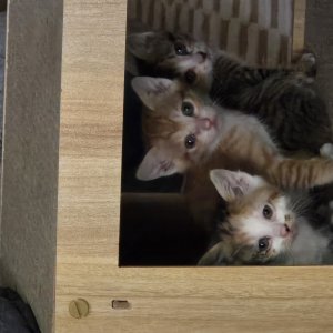 고양이 주인을 찾습니다 기타묘종 경상북도 안동시
