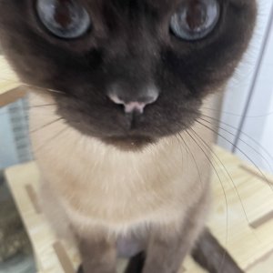 고양이를 찾습니다 샴 경상북도 경산시