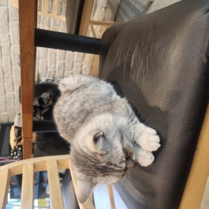 고양이 주인을 찾습니다 기타묘종 경기도 안산시 상록구