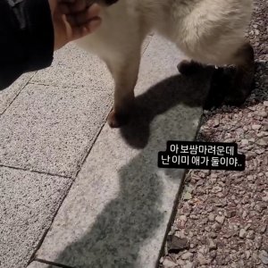 고양이 주인을 찾습니다 샴 경기도 하남시