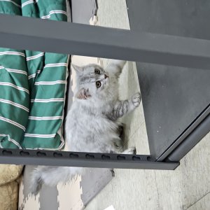 고양이 주인을 찾습니다 페르시안 경기도 안성시