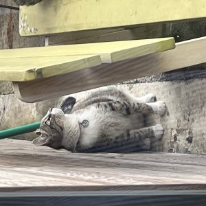 고양이 주인을 찾습니다 기타묘종 경기도 고양시 일산동구