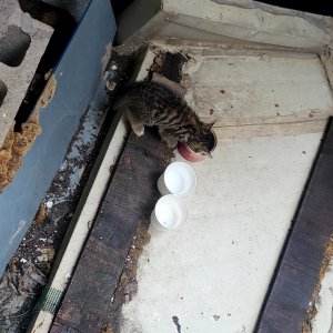 고양이 주인을 찾습니다 기타묘종 서울특별시 성동구