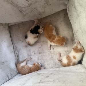 고양이 주인을 찾습니다 기타묘종 경기도 시흥시