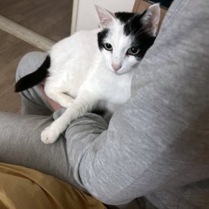 고양이 실종 코리아쇼트헤어 대구광역시 동구
