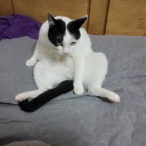 고양이 실종 코리아쇼트헤어 충청북도 보은군
