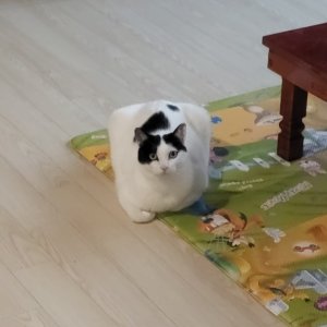 고양이를 찾습니다 고양이 전단지