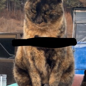 고양이 실종 코리아쇼트헤어 경기도 가평군