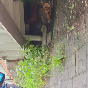 고양이 목격 기타묘종 경기도 수원시 팔달구