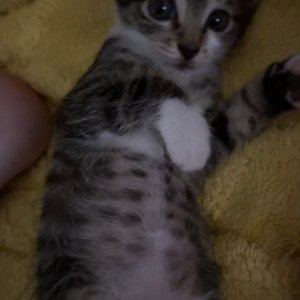 고양이 실종 기타묘종 경상남도 창원시 마산합포구
