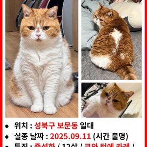 고양이 실종 브리티시쇼트헤어 서울특별시 성북구
