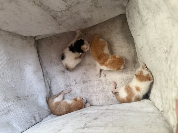 고양이를 찾습니다 고양이실종신고,보호,목격신고 : 동물보호센터