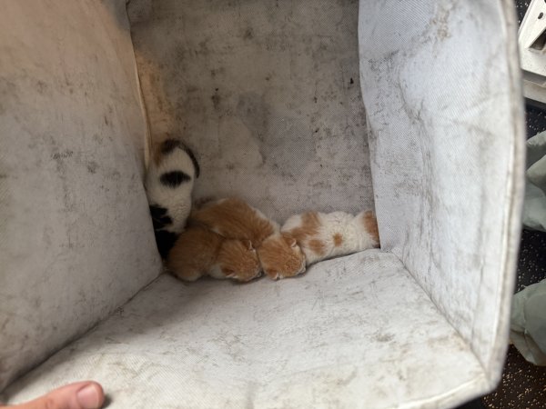 고양이를 찾습니다 고양이실종신고,보호,목격신고 : 동물보호센터