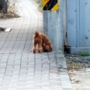 강아지 목격 푸들 전라남도 순천시