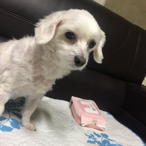 강아지 실종 말티즈 인천광역시 연수구