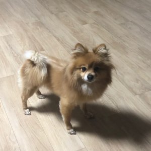 강아지 실종 포메라니언 경기도 성남시 수정구