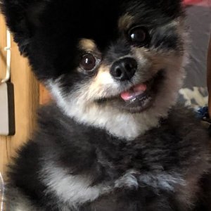 강아지 실종 푸들 울산광역시 중구