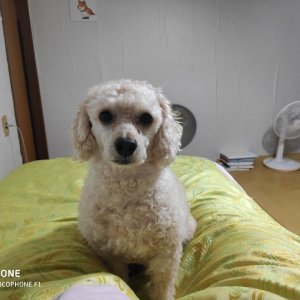 강아지를 찾습니다 강아지 전단지